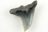 Snaggletooth Shark (Hemipristis) Tooth - Aurora, NC #203593-1